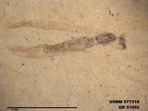 Insecta