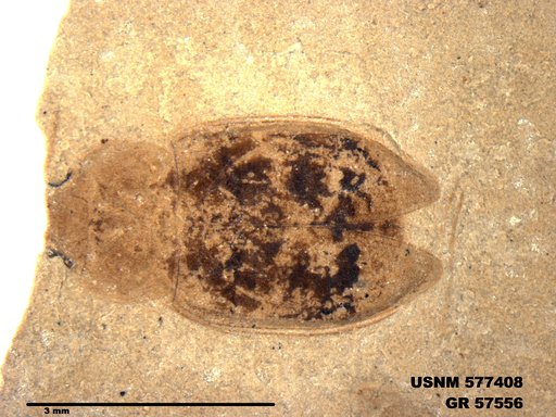 Insecta