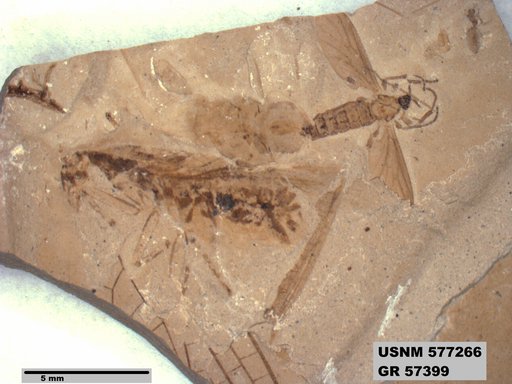 Insecta