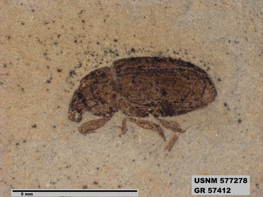 Insecta