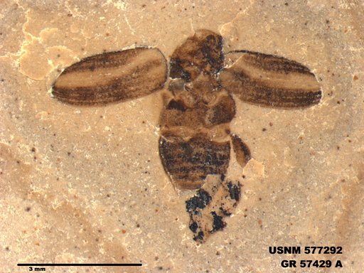 Insecta