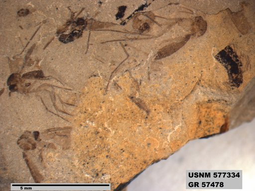 Insecta