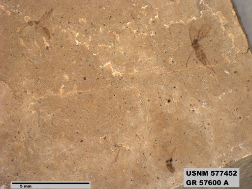 Genus sp