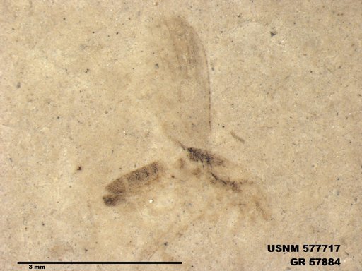 Insecta