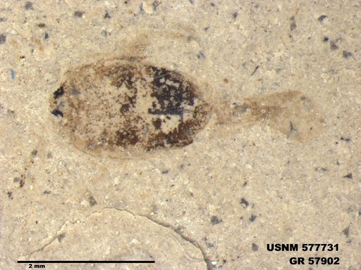 Insecta