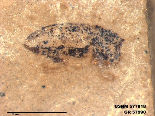 Insecta