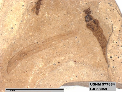 Insecta