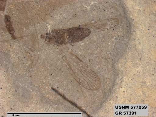 Genus sp