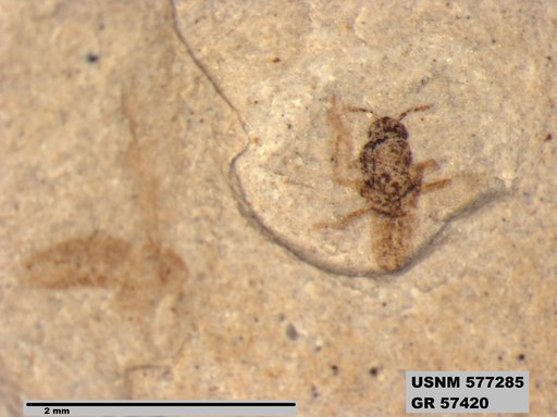 Insecta