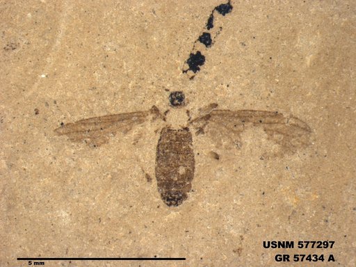 Insecta