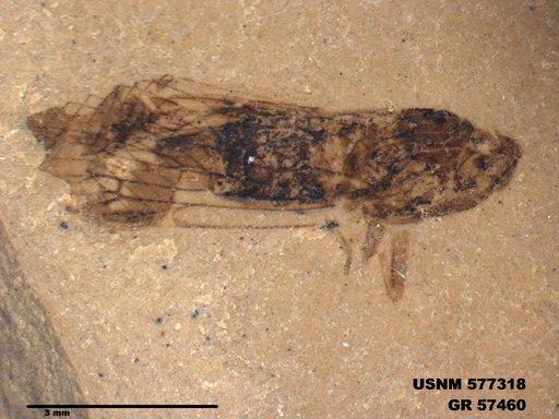 Genus sp