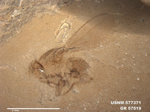 Insecta