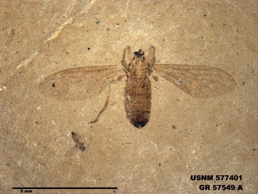 Insecta