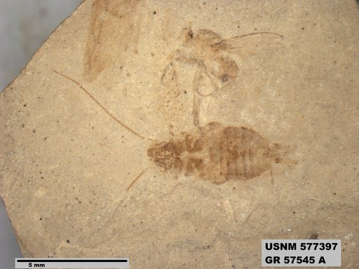 Ectobius sp