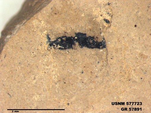 Insecta