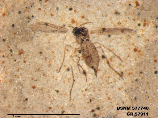 Insecta