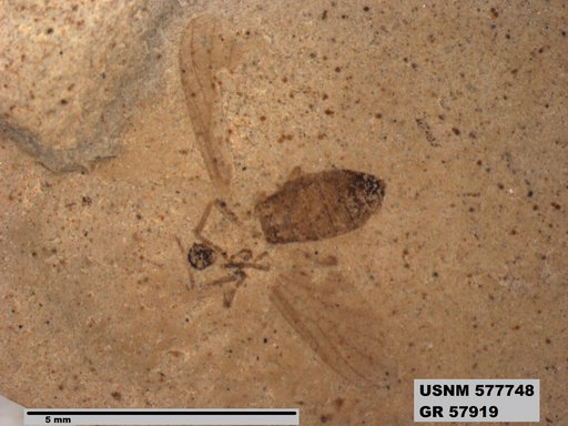 Insecta