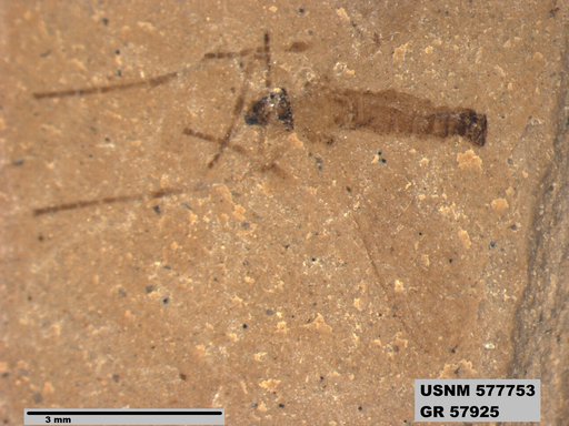Insecta