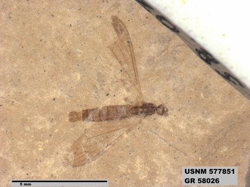 Insecta