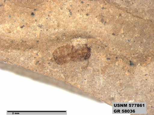 Insecta