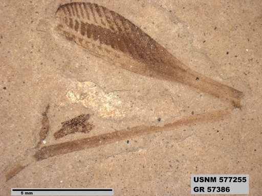 Genus sp