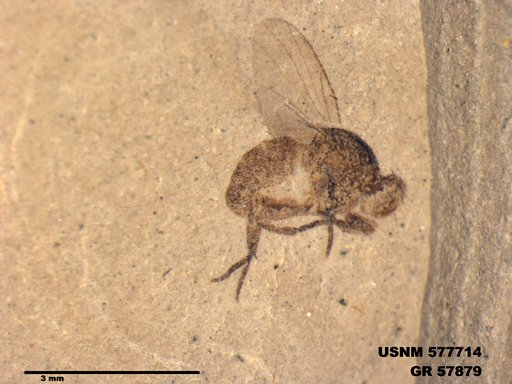 Insecta