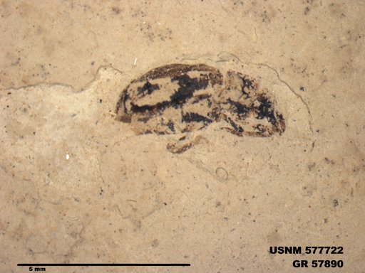 Insecta