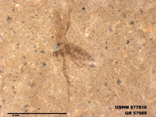 Insecta