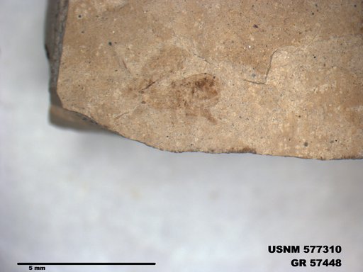 Genus sp