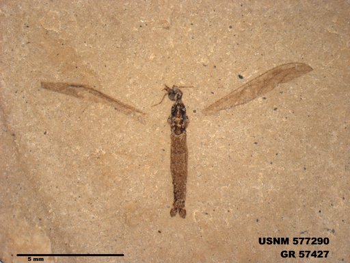 Insecta
