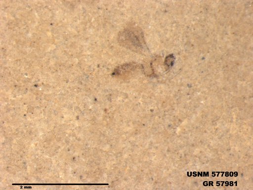 Insecta