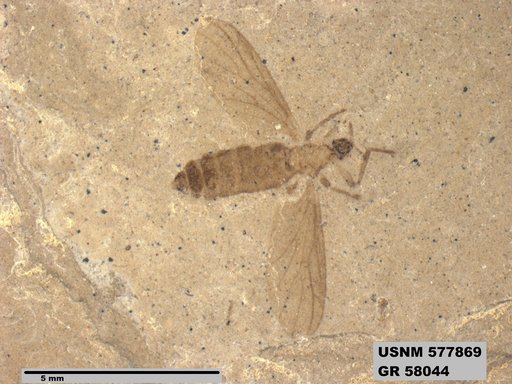 Insecta