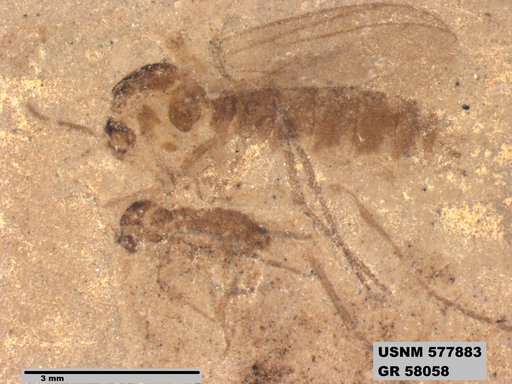 Insecta