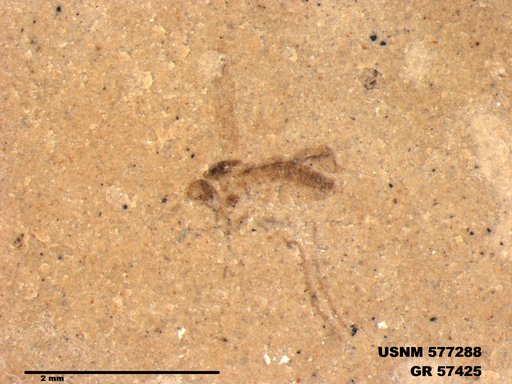 Insecta