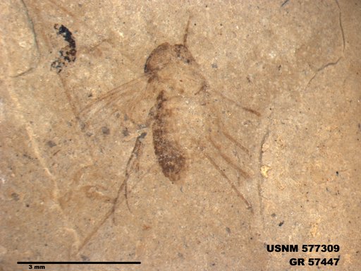 Insecta
