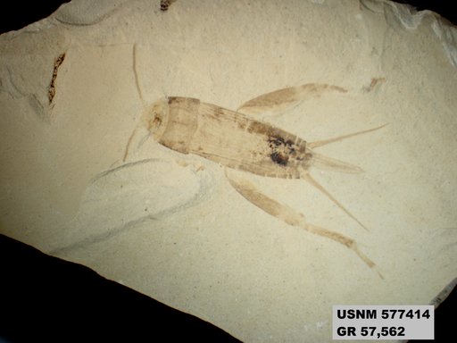 Genus sp