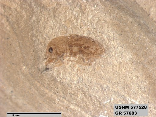 Insecta