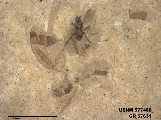 Insecta
