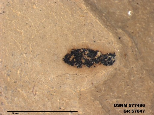 Pteromogoplistes smithii