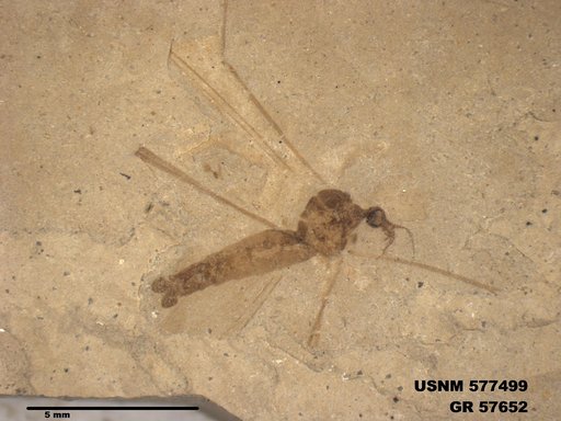 Insecta