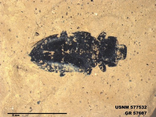 Insecta
