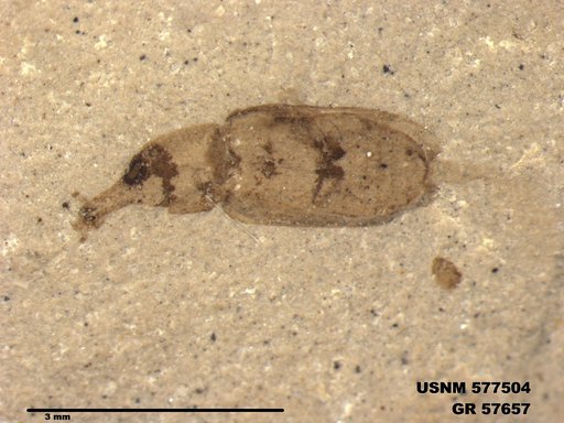 Insecta