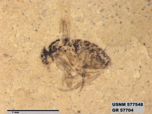 Insecta