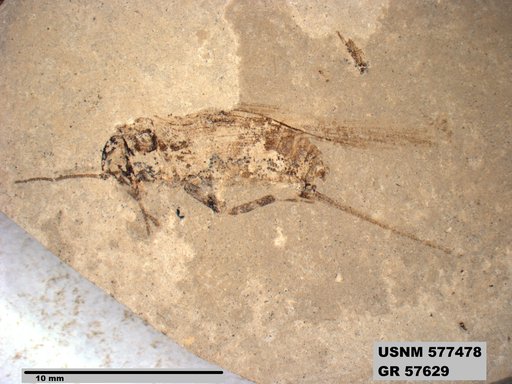 Genus sp
