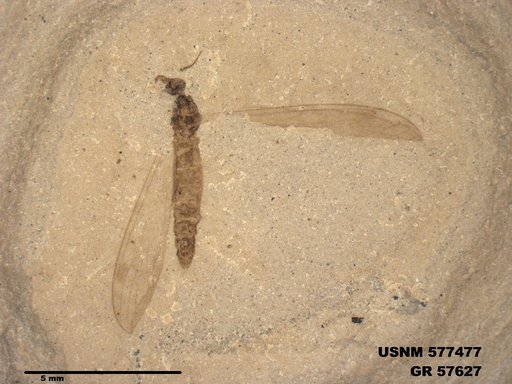 Insecta