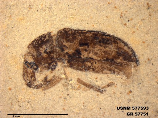 Insecta