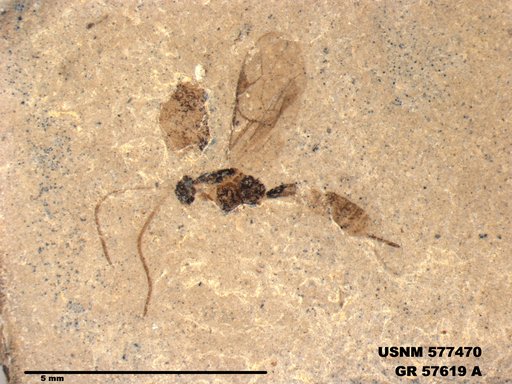 Insecta