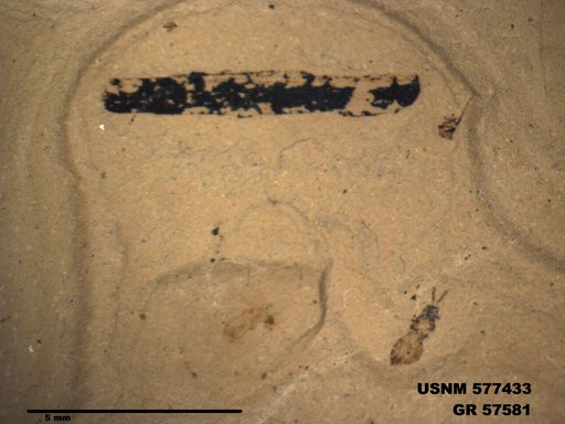 Insecta