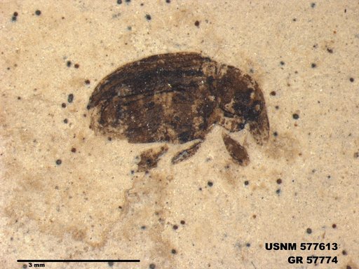 Insecta