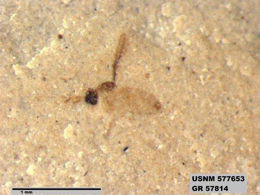 Insecta